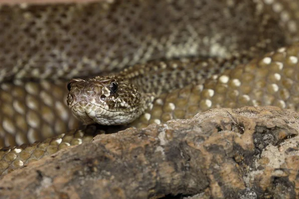 방울뱀 — 스톡 사진