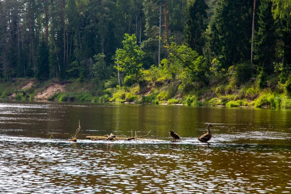 ゴジャ川でのアヒルの水泳 ラトビアのゴージャ川の真ん中にある木製の丸太の上にアヒル アヒルは広い鈍器を持つ水鳥です 短い足 ウェブベッドの足 そして ワドリング歩行 — ストック写真