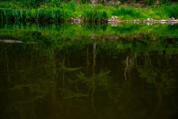 Nehir Manzarası Sahilde Yeşil Uzun Çimenler Taşlar Suda Yeşil Orman — Stok fotoğraf