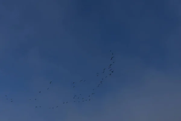 Grietas Voladoras Cielo Azul Otoño Con Algunas Nubes Claras — Foto de Stock
