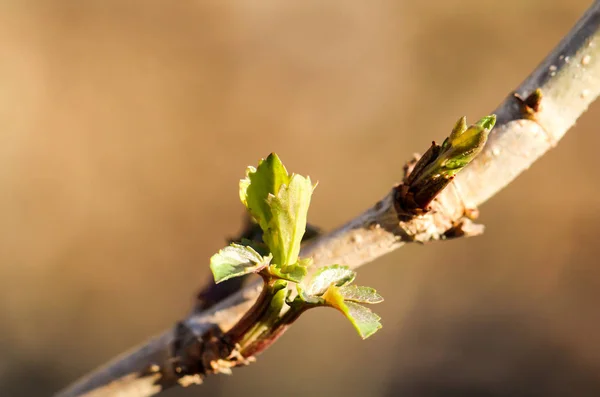 Las Primeras Sucursales Primavera — Foto de Stock