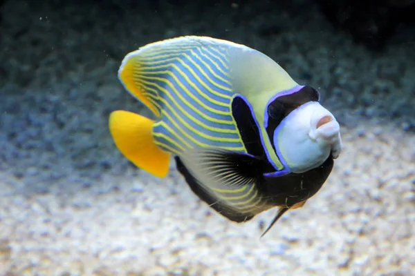 Рыбы Рифе — стоковое фото