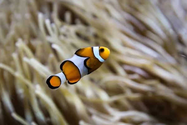Anemone fish in an anemone