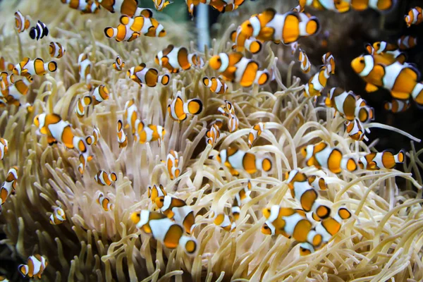 Anemone fish in an anemone