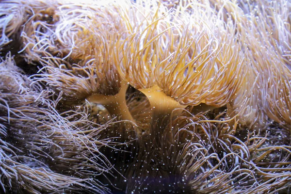 jellyfish sea underwater, sea life creature