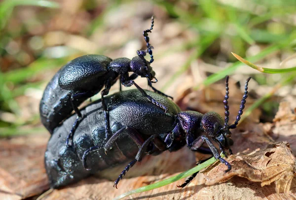 Zwarte Blauwe Oliekever — Stockfoto