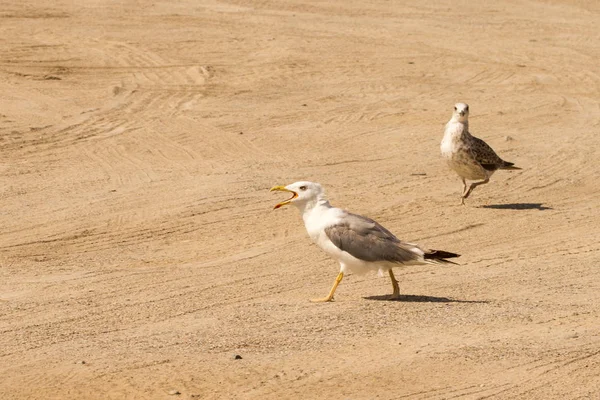 Grande Mouette Près Plage Recherche Nourriture Mouette — Photo