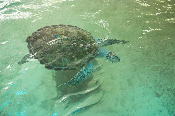 海龟在动物园的游泳池里游泳 这里很安全 — 图库照片