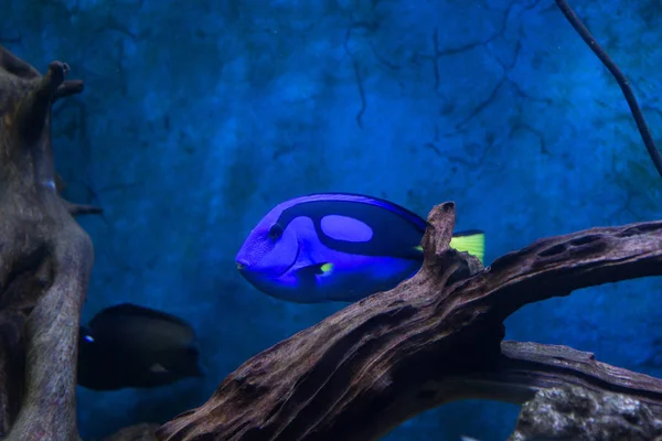 Niebieski Tang Chirurg Ryby Paracanthurus Wątroba Oceanarium — Zdjęcie stockowe