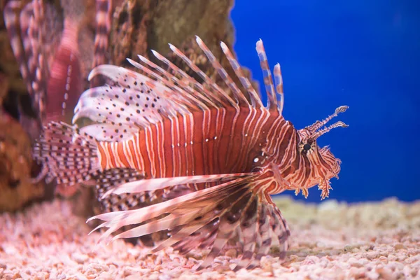 Lvice Zebry Nebo Zebry Nebo Pruhované Lvice Pterois Volitans Ryba — Stock fotografie