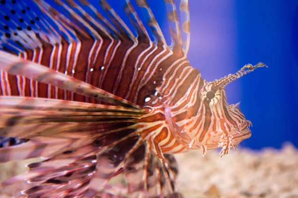 Lvice Zebry Nebo Zebry Nebo Pruhované Lvice Pterois Volitans Ryba — Stock fotografie