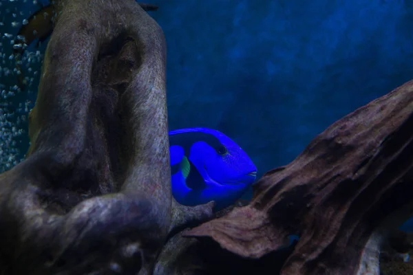 Blue Tang Surgeon Fish Paracanthurus hepatus in the Oceanarium