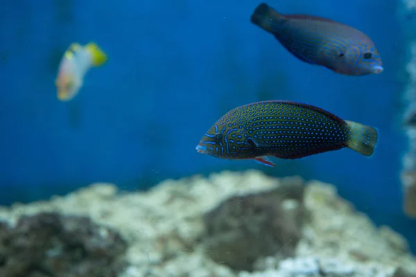 Checkerboard Wrasse Halichoeres Hortulanus Aquarium Vietnam — Stock Photo, Image