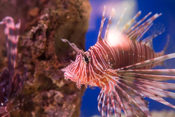 Aslan Balığı Zebra Zebra Balığı Çizgili Aslan Balığı Pterois Volitans — Stok fotoğraf