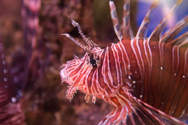 Lvice Zebry Nebo Zebry Nebo Pruhované Lvice Pterois Volitans Ryba — Stock fotografie