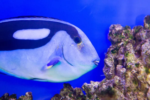 Blue Tang Surgeon Риба Paracanthurus Hepatus Океанаріумі — стокове фото