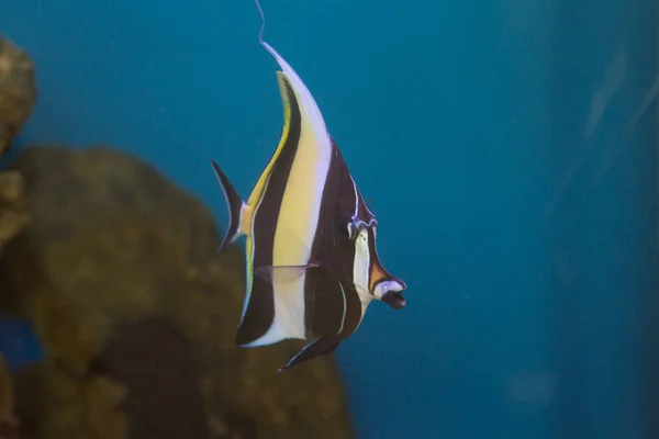 Moorish Idol Type Fish Known Gill Finding Nemo — Stock Photo, Image