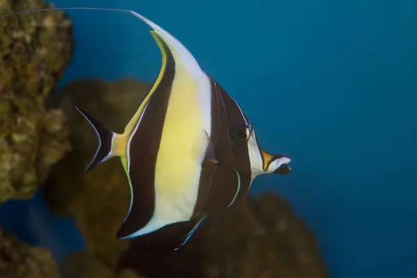 Mağripli Dol Bul Nemo Gill Olarak Bilinen Balık Türüdür — Stok fotoğraf