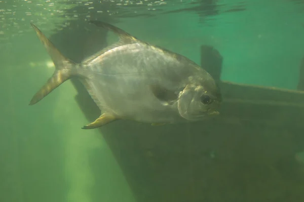 Rote Piranha Serrasalmus Nattereri Schwimmt Unter Wasser Unruhigen Gewässern — Stockfoto