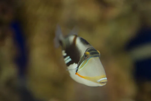 Lagoon Triggerfish Rhinecanthus Aculeatus Juga Dikenal Sebagai Triggerfish Picasso Barbed — Stok Foto