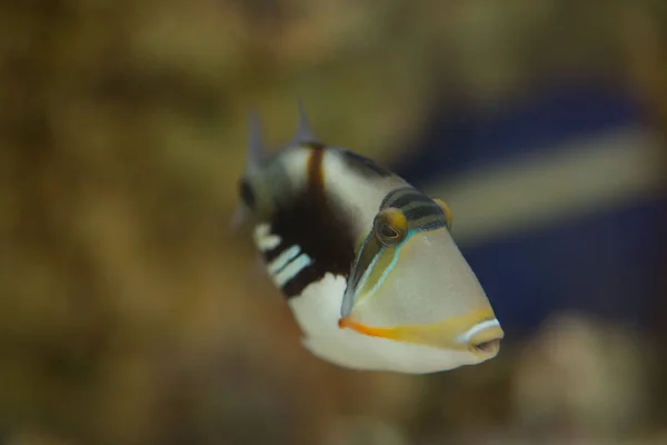 Lagoon Triggerfish Rhinecanthus Aculeatus Известный Triggerfish Picasso Barbed Aculeatus — стоковое фото