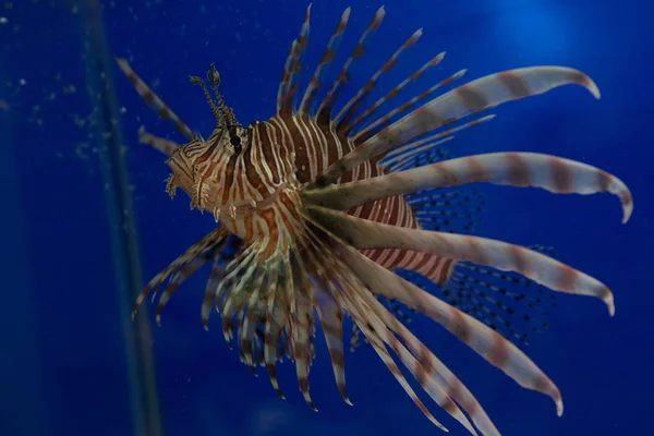 Lionfish Zebra Atau Zebra Fish Atau Striped Lionfish Lat Pterois — Stok Foto