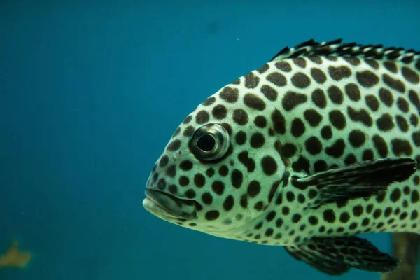 Harlekin Süßlippen Plectorhinchus Chaetodonoides Aquarium Von Vietnam — Stockfoto