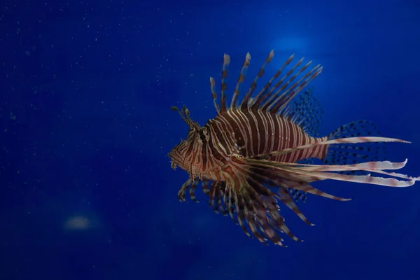 Рыба Лев Зебра Рыба Зебра Полосатый Лат Крылатка Pterois Volitans — стоковое фото