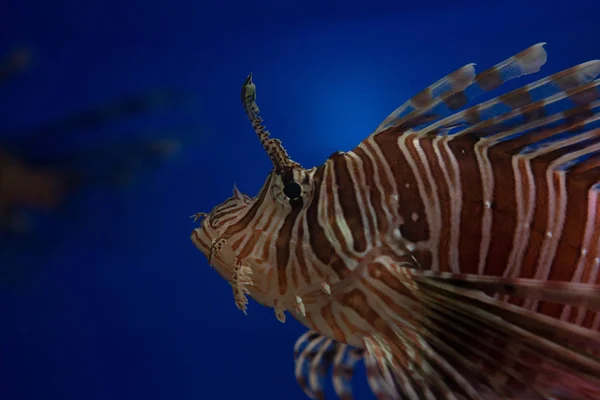 Lionfish Zebra Atau Zebra Fish Atau Striped Lionfish Lat Pterois — Stok Foto