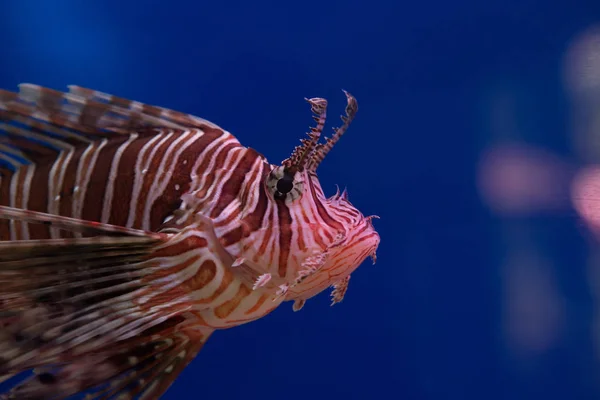Lionfish Zebra Atau Zebra Fish Atau Striped Lionfish Lat Pterois — Stok Foto