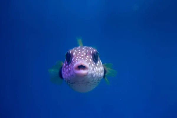 복족강 Brown Puffer 개고기 Brown Dog Fish Ocular Dog Fish — 스톡 사진