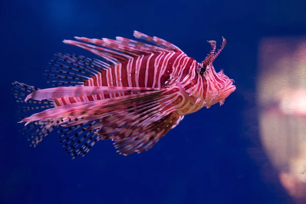 Lionfish Zebra Atau Zebra Fish Atau Striped Lionfish Lat Pterois — Stok Foto