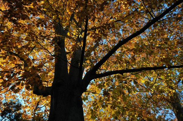 Δέντρο Φθινόπωρο — Φωτογραφία Αρχείου