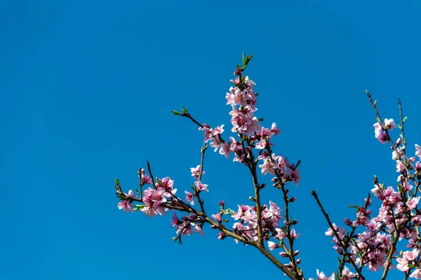 桜の花が咲く — ストック写真