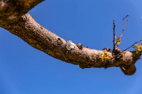 Kwiat Drzewa Wiśni Wiosną Detal Gałąź Nad Błękitne Niebo — Zdjęcie stockowe