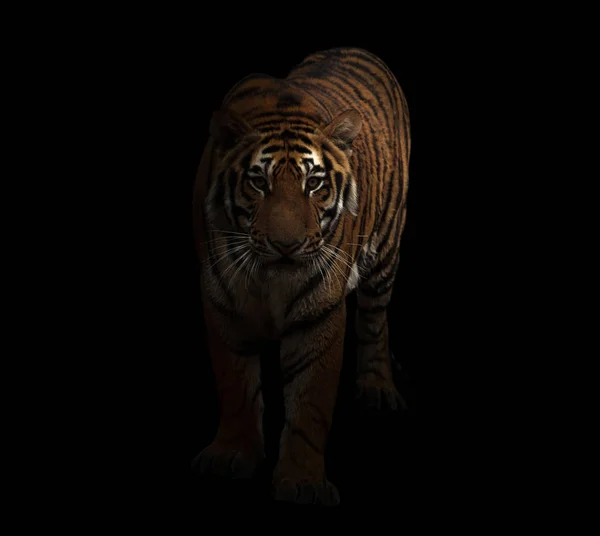 Tigre Bengale Dans Fond Sombre — Photo