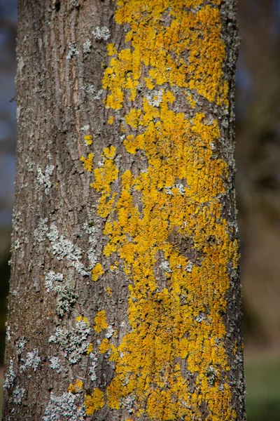 Žlutý Lišejník Kmeni Stromu — Stock fotografie