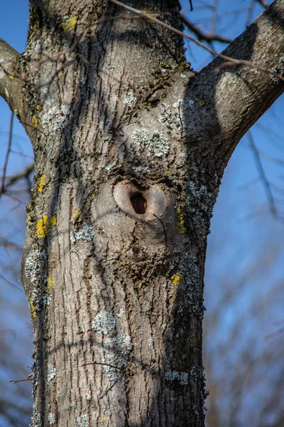 Alter Baum Mit Ästen Und Hohlraum — Stockfoto