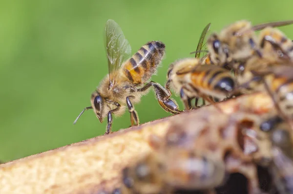 後期夏季養蜂場でハニカムの勤勉な蜂 — ストック写真