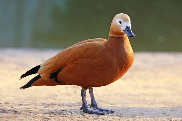 Rostgan Tadorna Ferruginea — Stockfoto