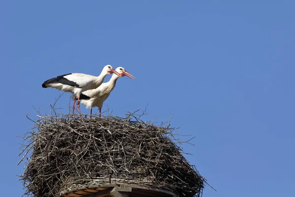 Cigüeña Blanca Nido — Foto de Stock