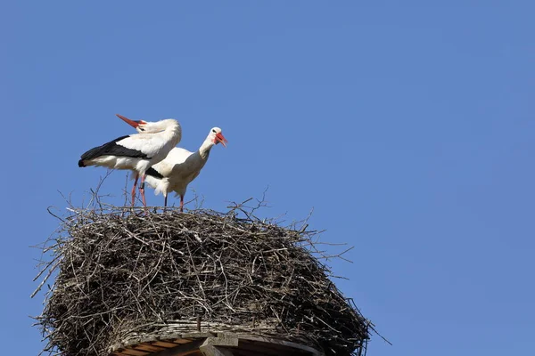 巣の上の白いコウノトリ — ストック写真