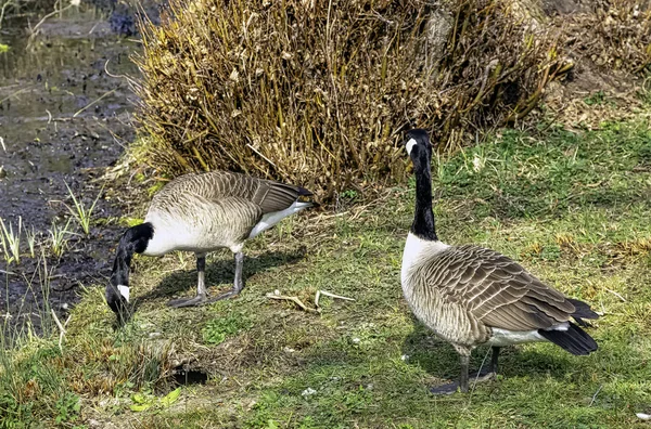 Ganso Canadá Branta Canadensis Stowe Buckinghamshire Reino Unido — Fotografia de Stock