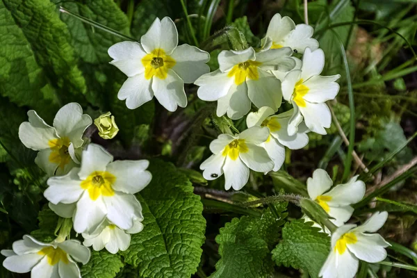 英国公园的野花 英国白金汉郡斯托 被称为普通报春花或英国报春花 — 图库照片