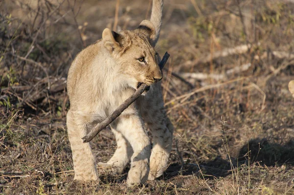 南アフリカのクルーガー国立公園に棒で遊んでいるライオンの赤ちゃん — ストック写真