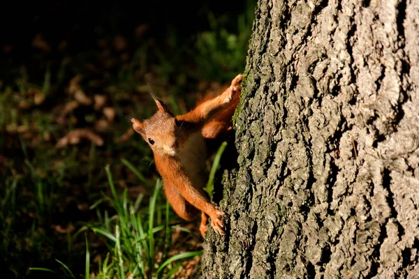 Σκίουρος Στο Δέντρο — Φωτογραφία Αρχείου