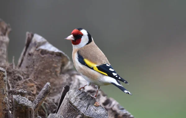 Aussichtsreiche Aussicht Auf Schöne Vögel Der Natur — Stockfoto