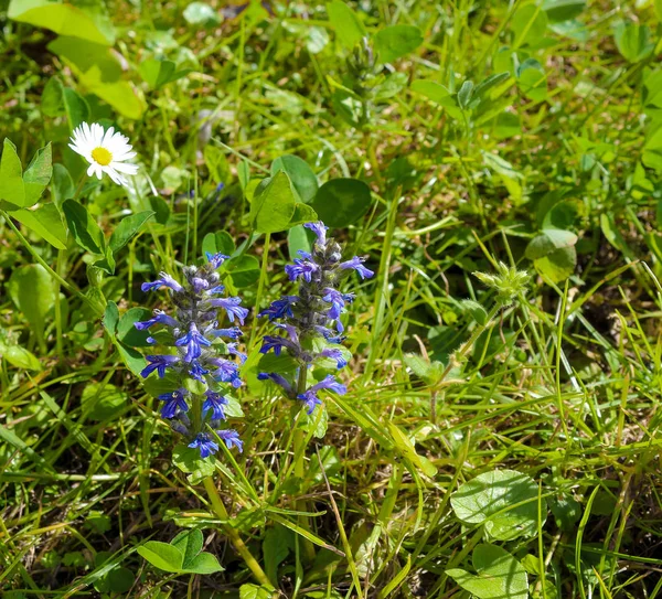 Kék Erdei Virágok Boraginales Százszorszép Zöld — Stock Fotó