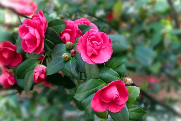 Camellia Blooming Season Červená Kamélie Květina — Stock fotografie