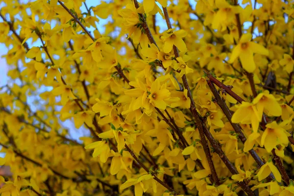 Forsythia Bushes Wiosenne Żółte Kwiaty Krzewu Forsycji — Zdjęcie stockowe
